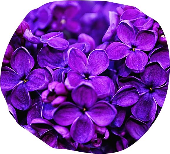Violettes de Tourrettes Violettes de Tourrettes
